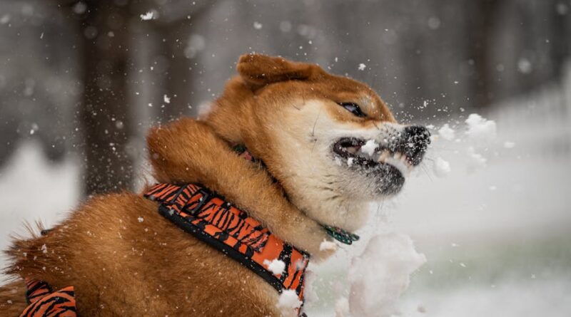 Winter Wonderland: Japan's Snow Festivals