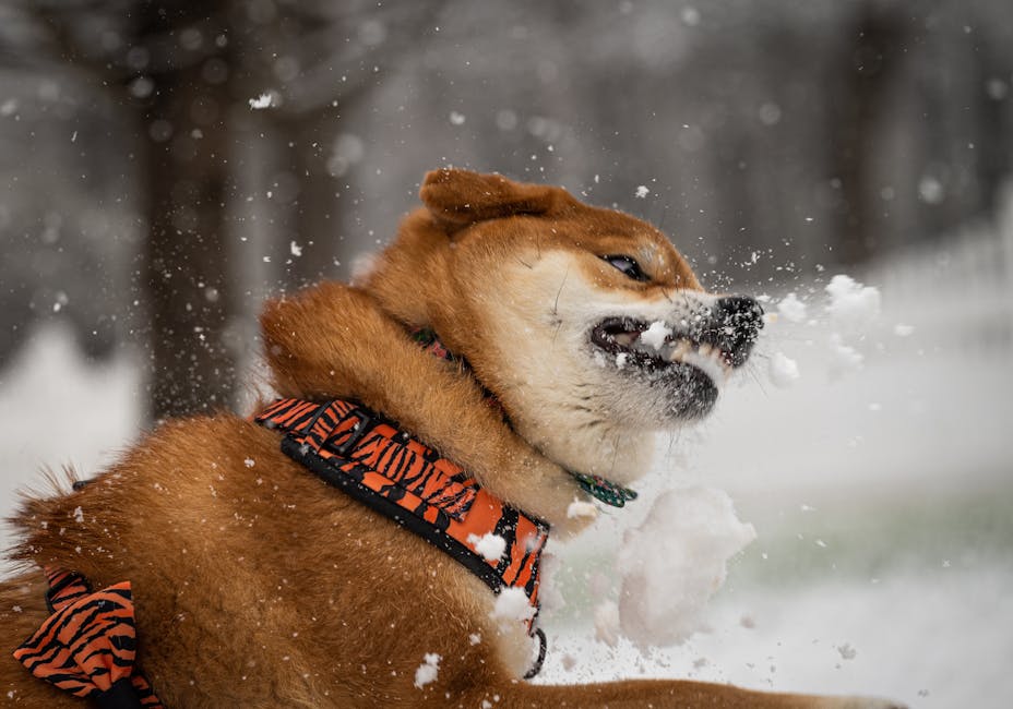 Winter Wonderland: Japan’s Snow Festivals