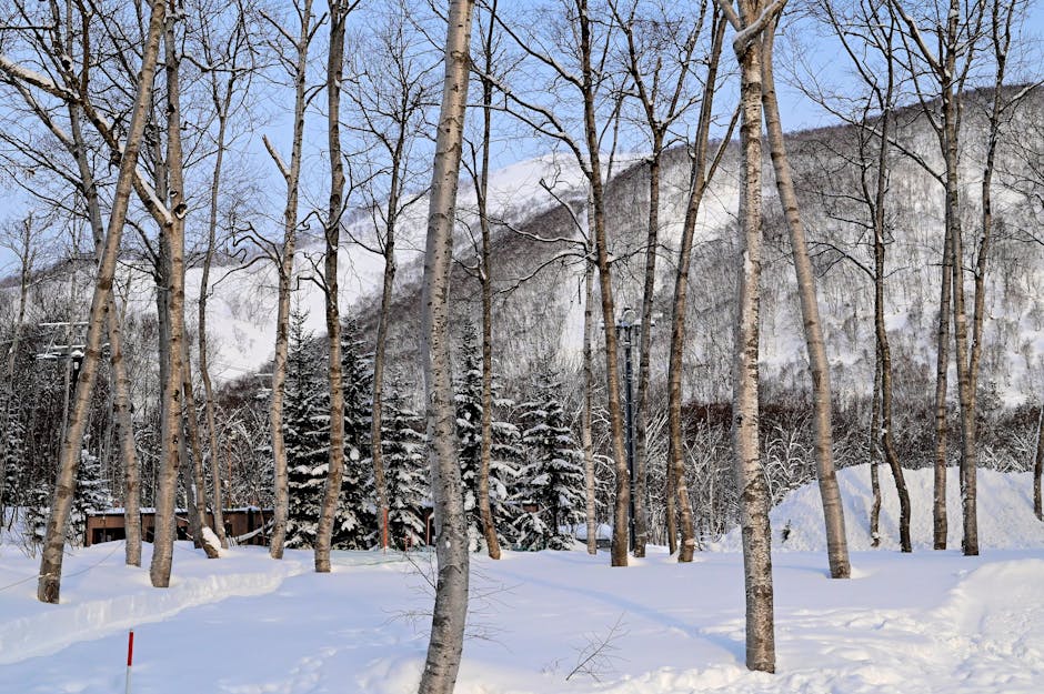 Winter Wonderland: Japan's Snow Festivals
